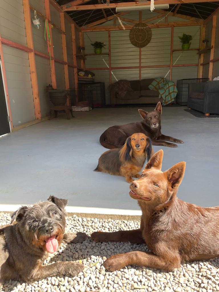 Dog Daycare 9 Indoor