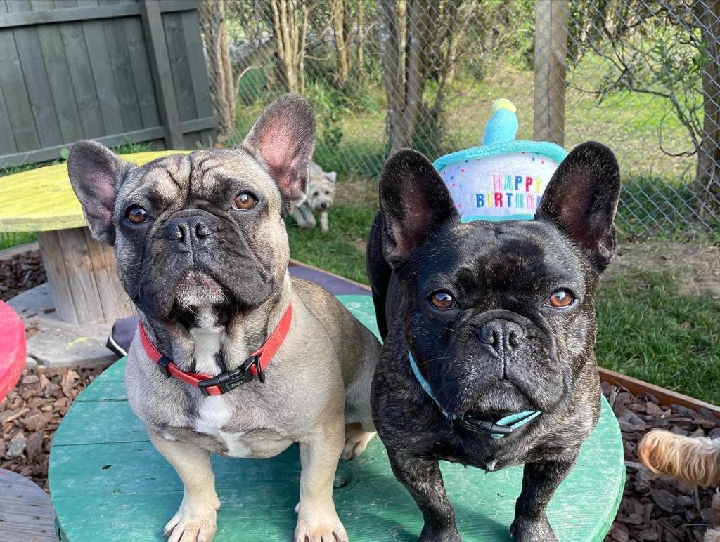 Dog Daycare 6 Birthday Party