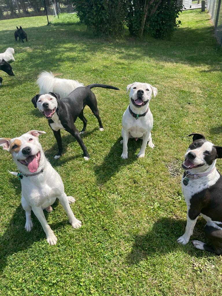 Dog Daycare 5 Happy