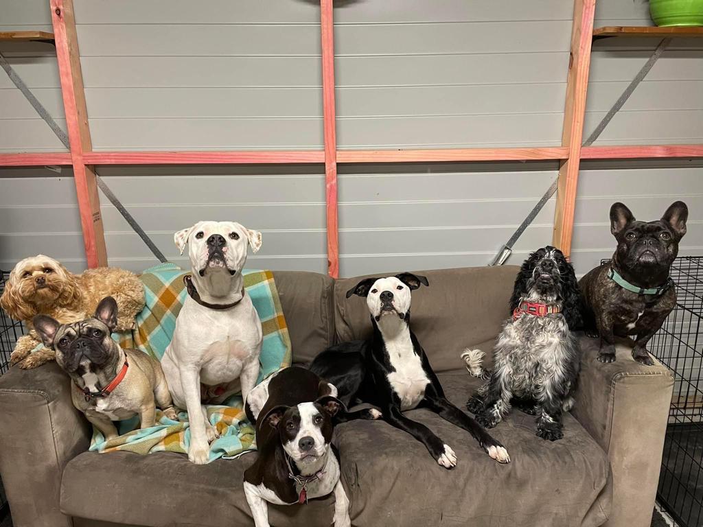 Dog Daycare 8 Couches