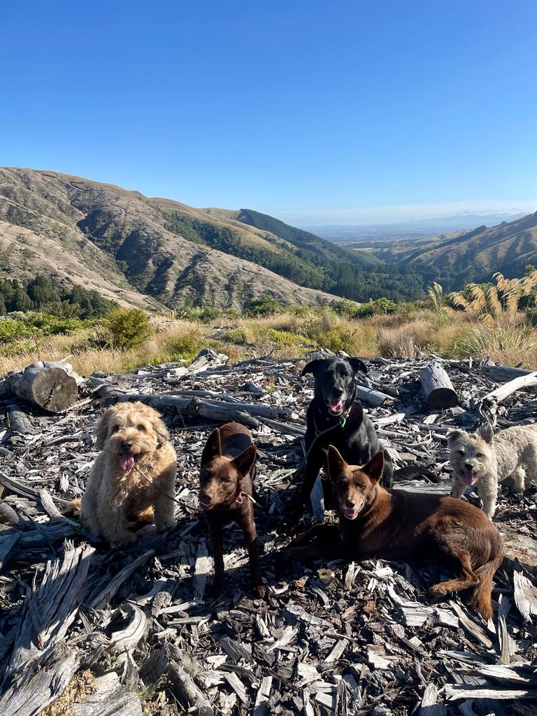 Structed Pack Walking Mountain View